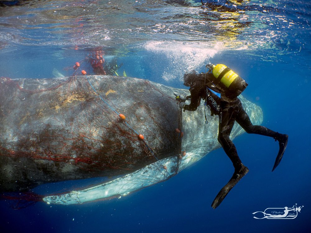 Humpback whale rescued