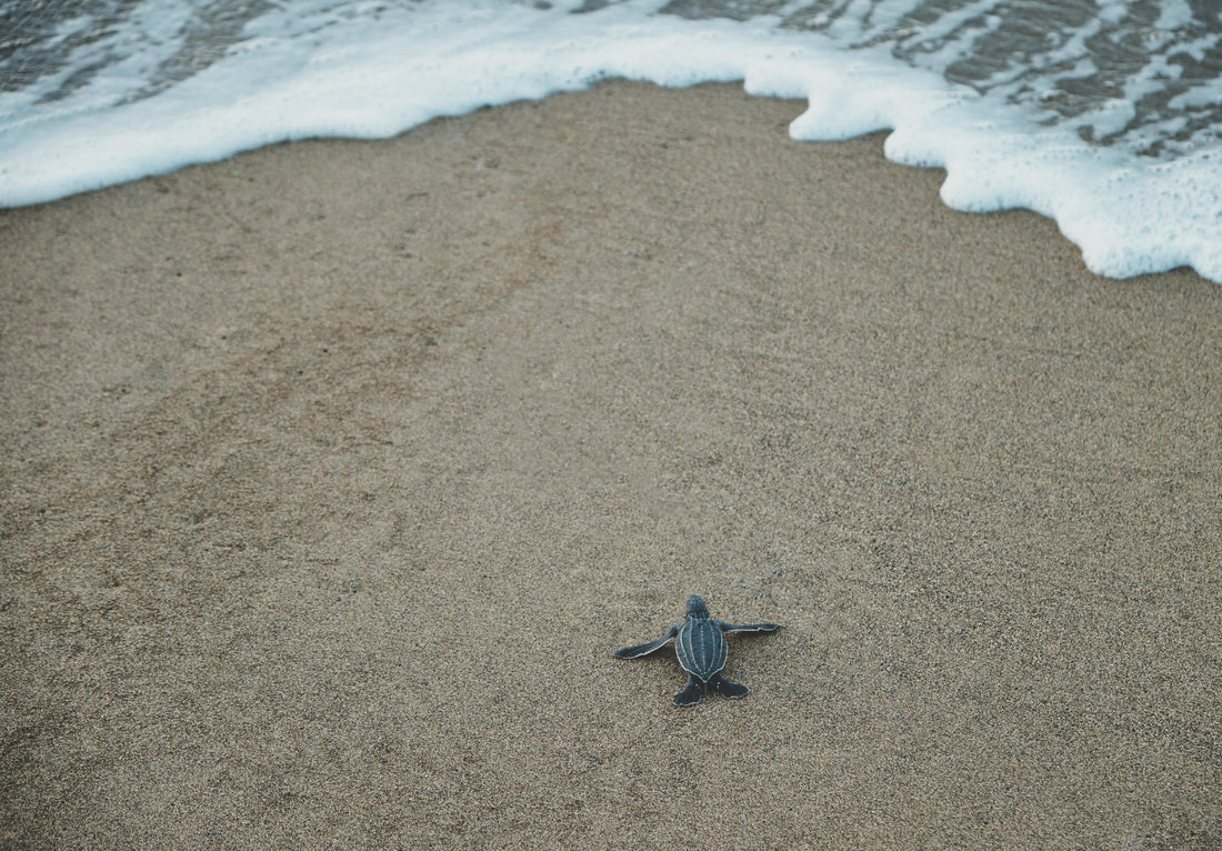 BABY SEA TURTLES SPOTTED ON PLAYA DE PALMA