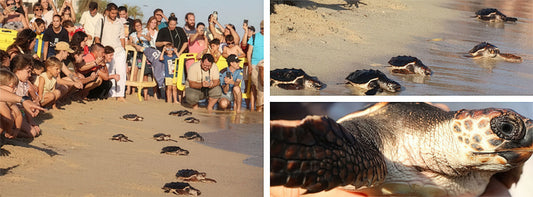 THE AMAZING MOMENT 39 LITTLE LOGGERHEAD TURTLES HEAD TO THE SEA