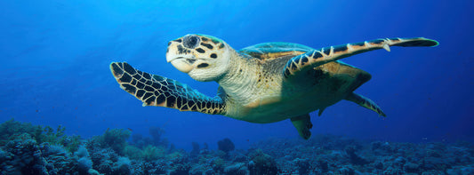 GREEN SEA TURTLES ARE BOUNCING BACK, SHOWING CONSERVATION EFFORTS ARE WORKING, BUT THERE IS STILL A LONG WAY TO GO