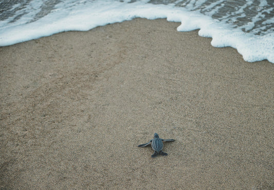 BABY SEA TURTLES SPOTTED ON PLAYA DE PALMA