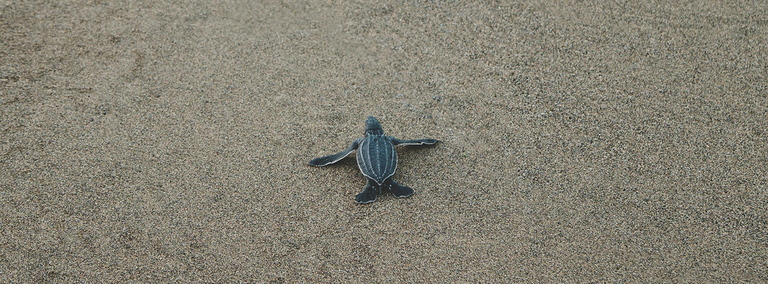 BABY SEA TURTLES SPOTTED ON PLAYA DE PALMA