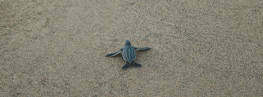 BABY SEA TURTLES SPOTTED ON PLAYA DE PALMA