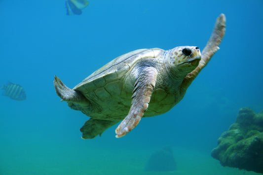 INITIATIVE LAUNCHED TO TEMPT SILVER SURFERS INTO MARINE CONSERVATION